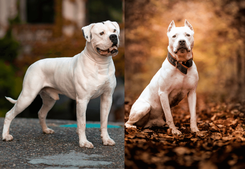 PitBull vs American Bulldog An Experienced Vet's Comparison