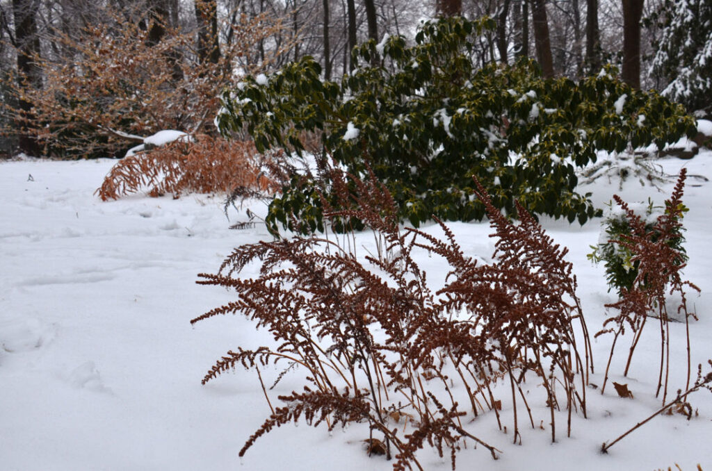 What Happens to Plants in the Winter? Bully Tools, Inc.