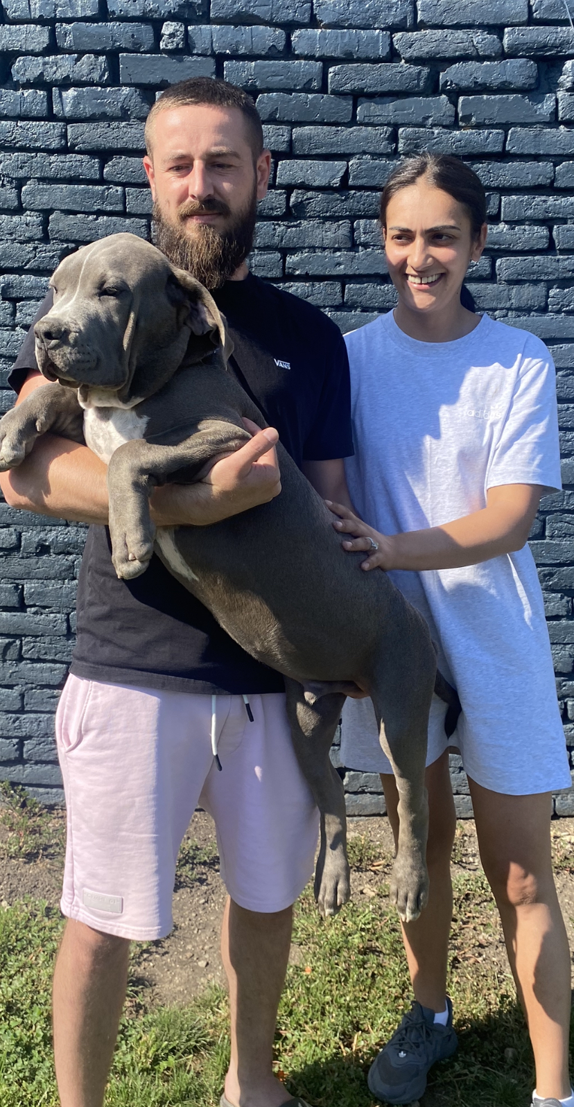 American Bully Pride Breeding Superior XL American Bullies