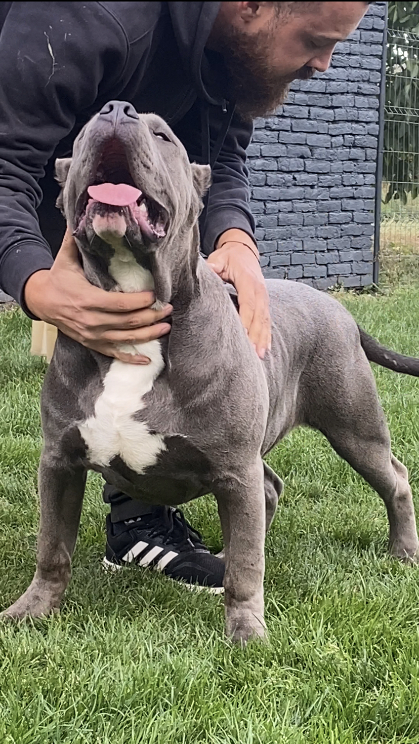 American Bully Pride Breeding Superior XL American Bullies