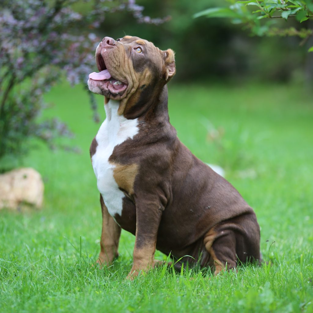 What Are XL Bully Dogs Breeding Superior XL American Bullies