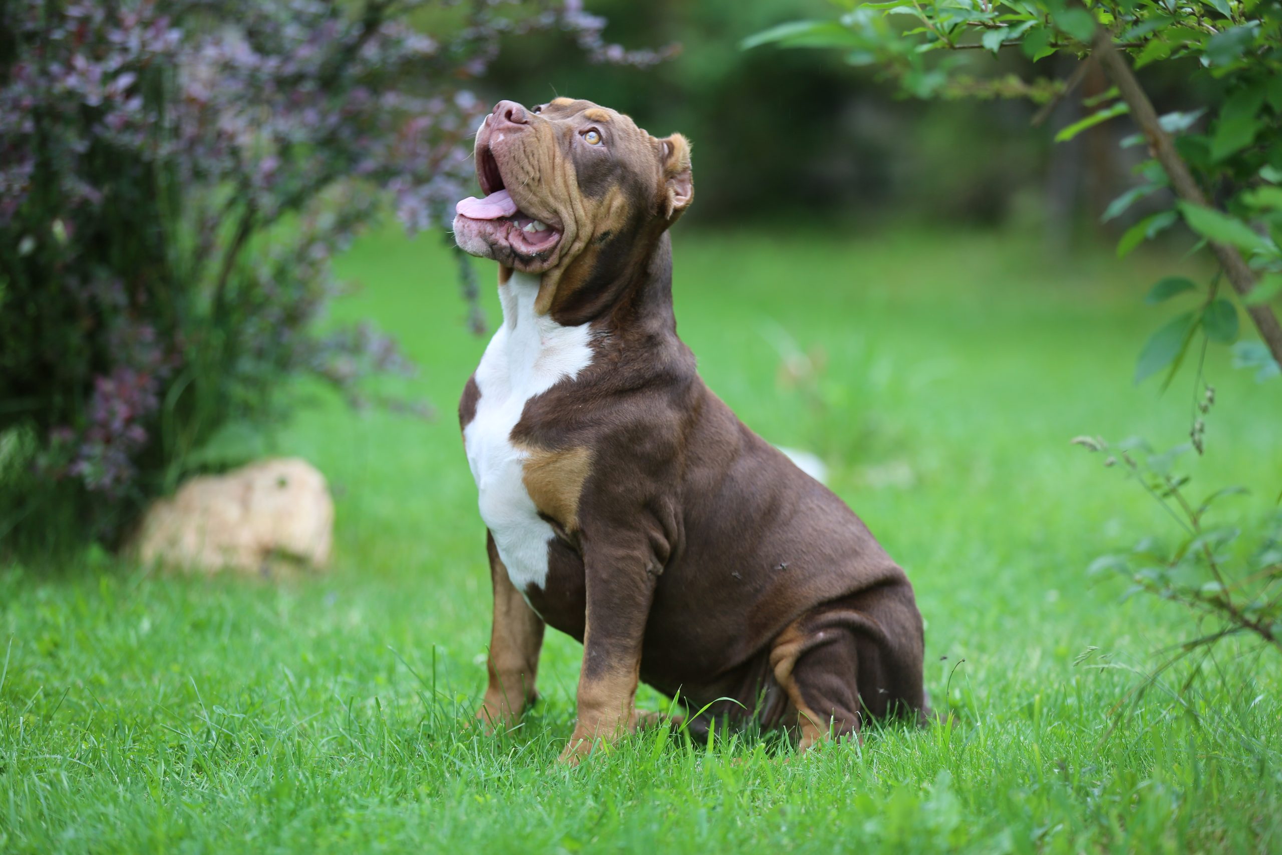 American Bully Pride Breeding Superior XL American Bullies