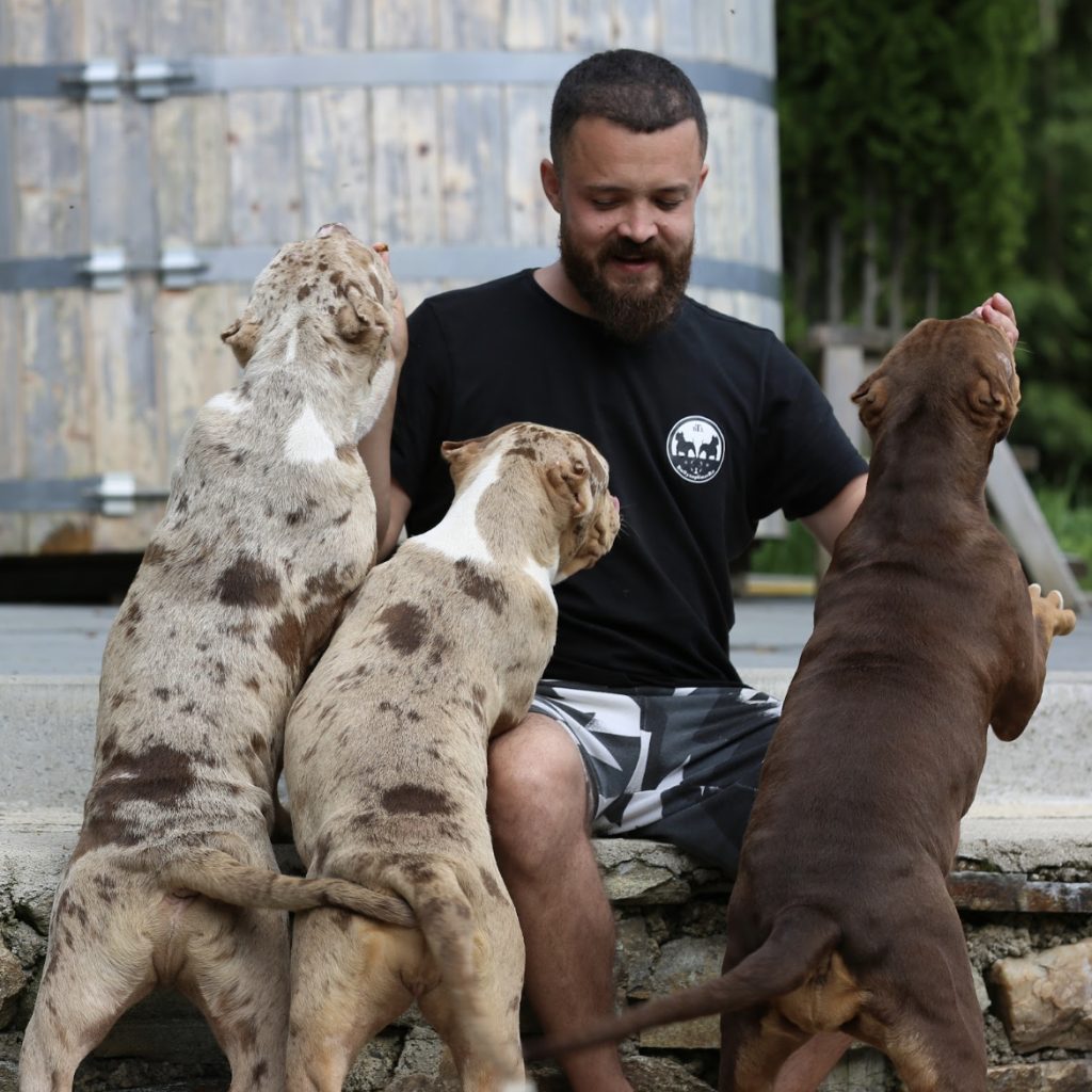 American Bully Pride Breeding Superior XL American Bullies