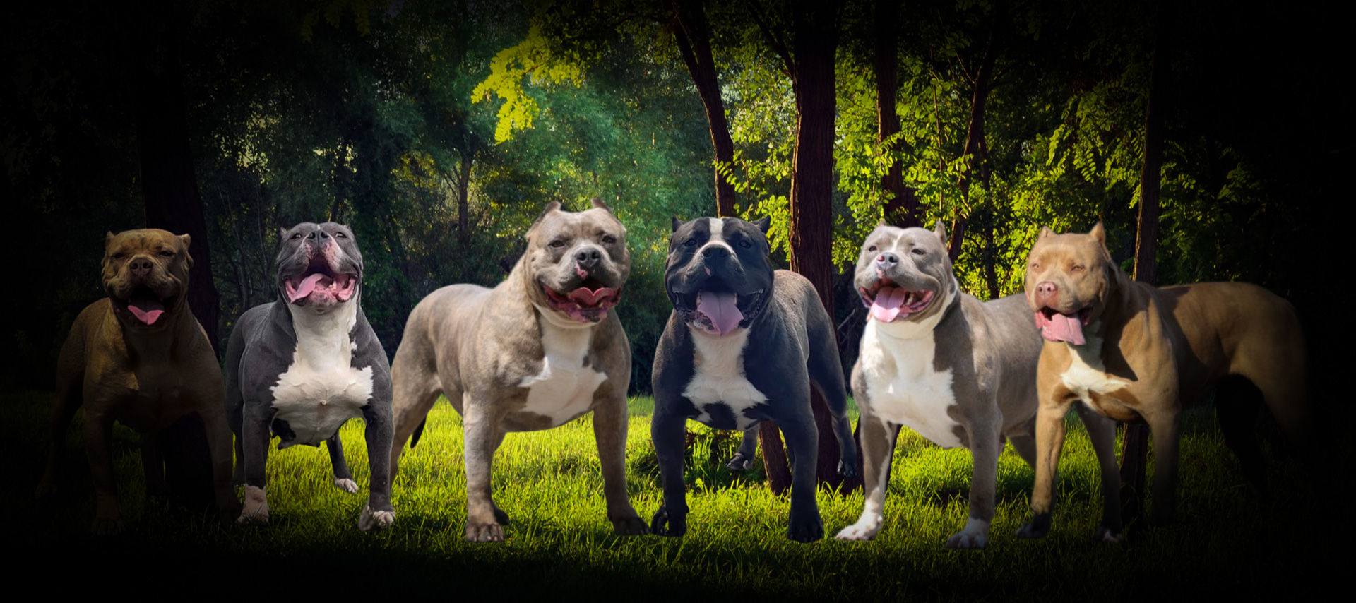 American Bully Pride Breeding Superior XL American Bullies