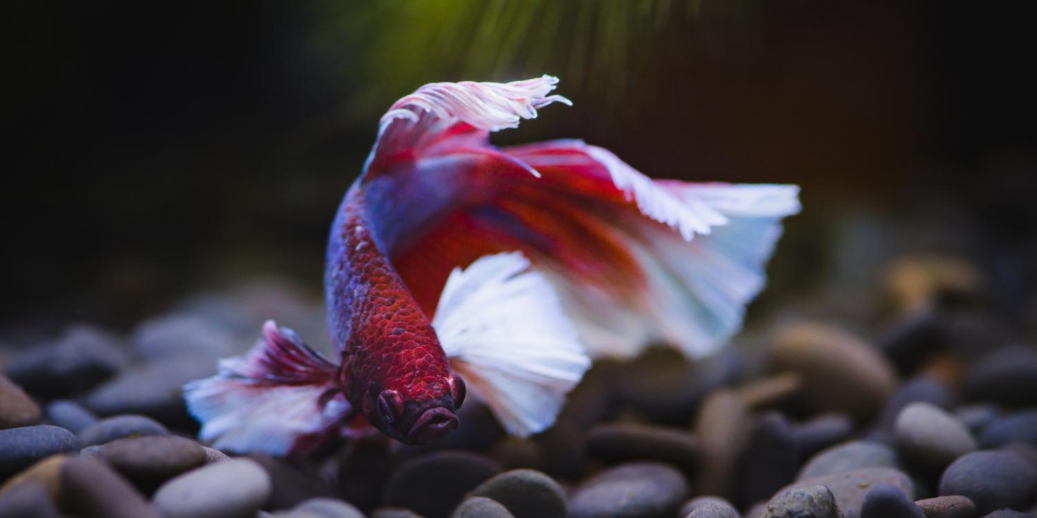 The Best Pet Fish for Your Home Aquarium
