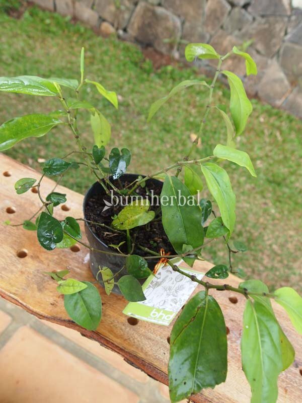 Bibit Herbal Bumi Herbal Dago