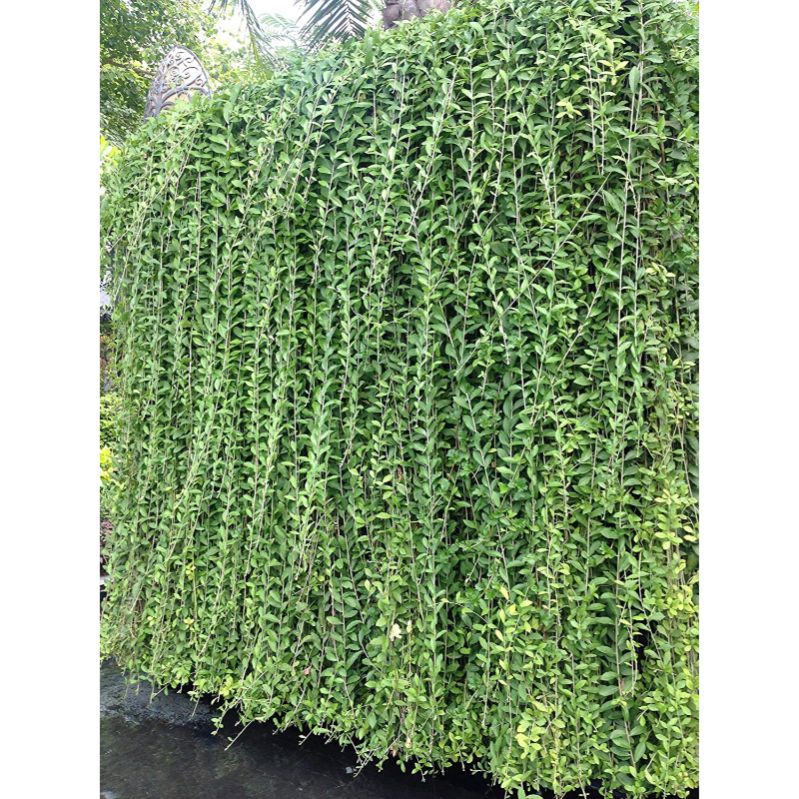 Curtain creeper,Vernonia creeperPlant Bumitraa