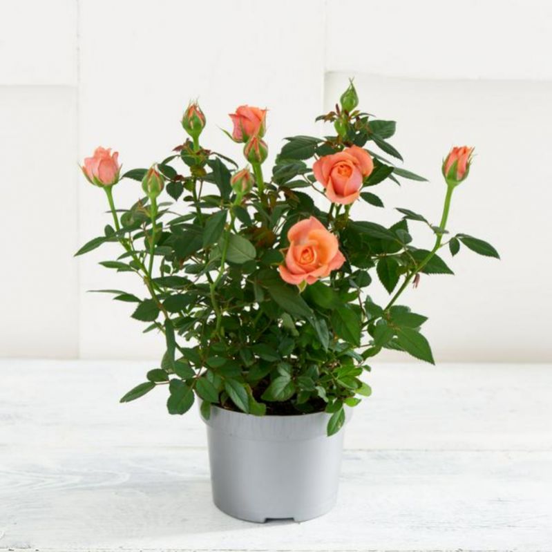 Miniature Rose, Button Rose plant Bumitraa