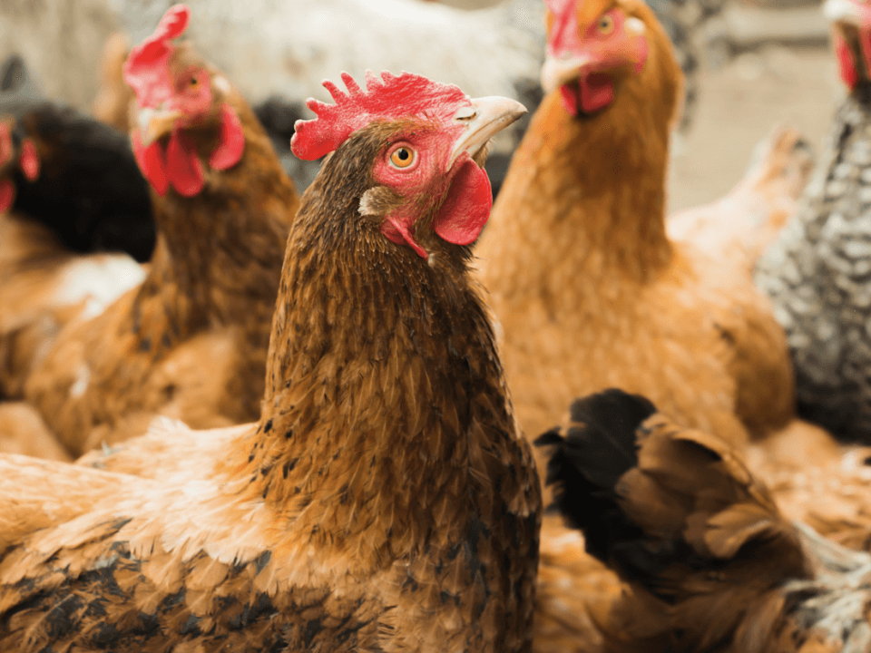 How to Start a Cattle Ranch (with No Money) Drive Through Farm Gate