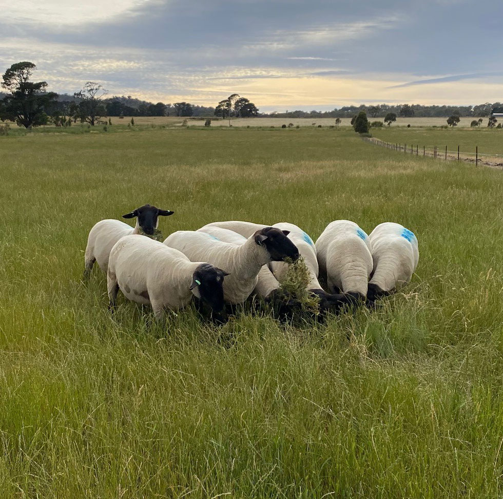 Suffolk Sheep Breeder in Victoria Bunderra Suffolks