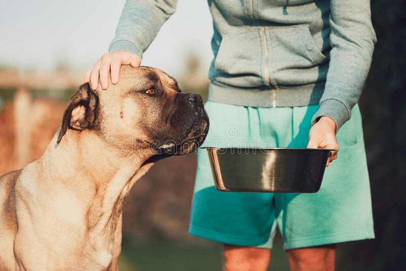 Managing Autoimmune Disease with Raw Dog Diets Bundle of the week