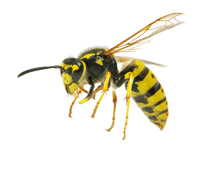Home St. Pest Control, Cockroach Control and Termite Control