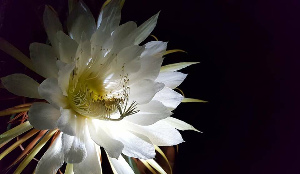 Weird Alert Queen of the Night cactus blooming this week in Colonialtown Bungalower