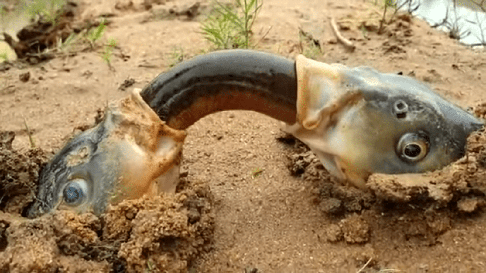 Two Fish Eating an Eel While Underground Tacky Raccoons