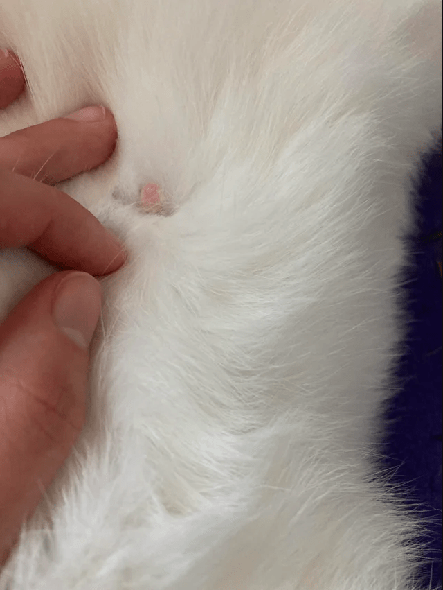 Do male rabbits have nipples? Your Questions Answered. Bunny Horde