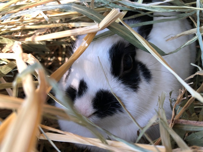 How To Search For A Missing Rabbit?