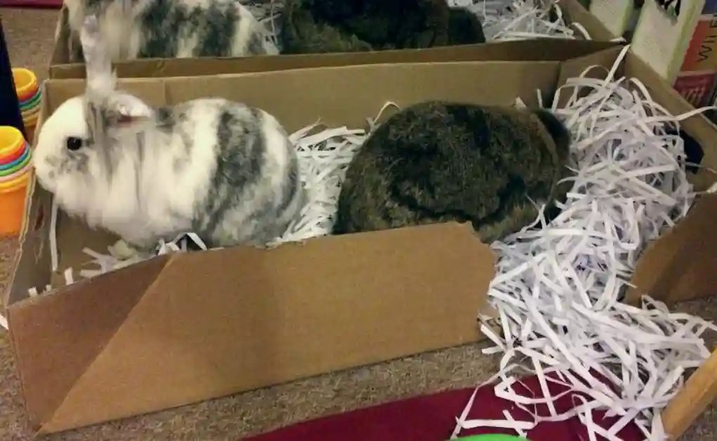 How To Build a Digging Box for Your Bunny Bunnyproof