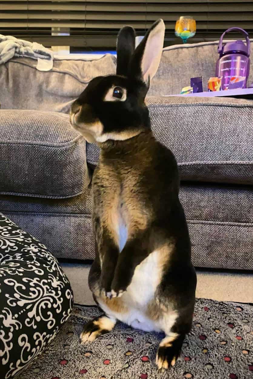 How Long Do Rabbits Live? Lifespan of Your Pet Rabbit