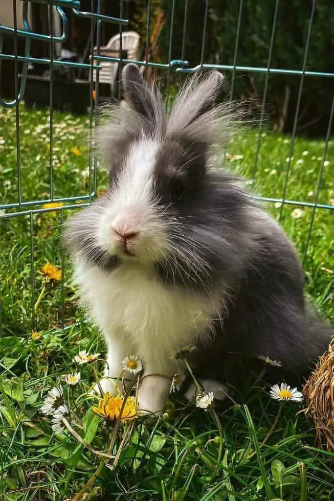 Top 7 Most Expensive Rabbit Breeds (with Pictures)