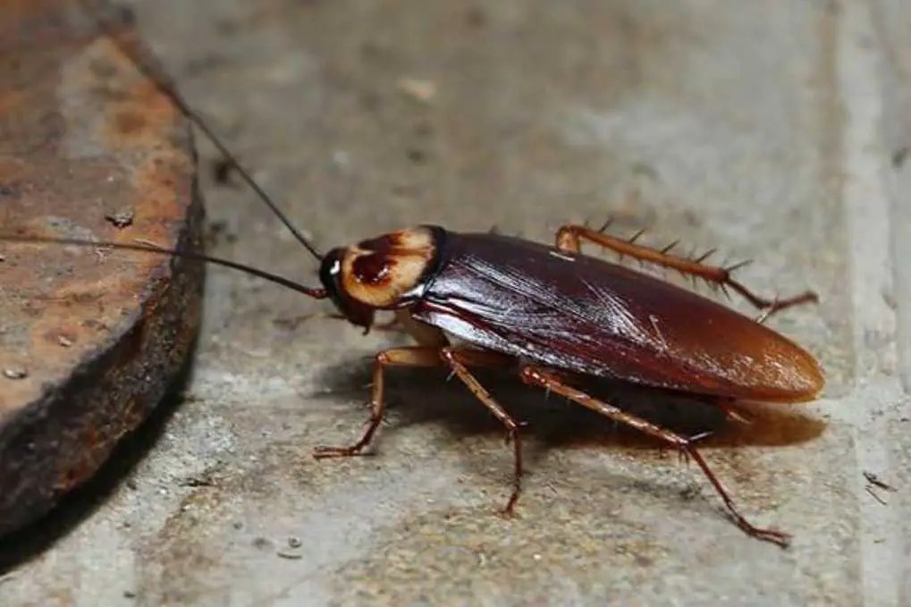 Do Rabbits Eat Bugs? (9 Common Bugs)