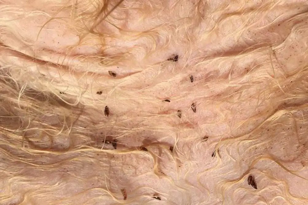 Do Rabbits Eat Bugs? (9 Common Bugs)