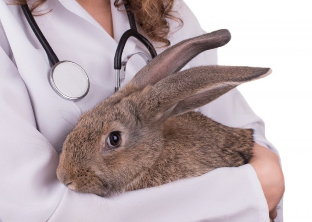 Rabbit Savvy Veterinary Bunny Wonderland