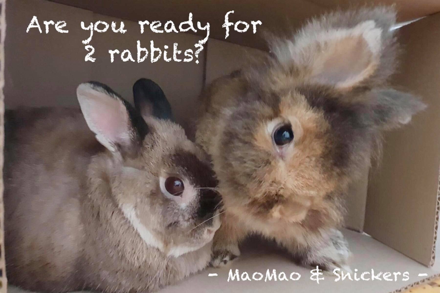 ARE YOU REALLY READY FOR 2 RABBITS? Bunny Wonderland