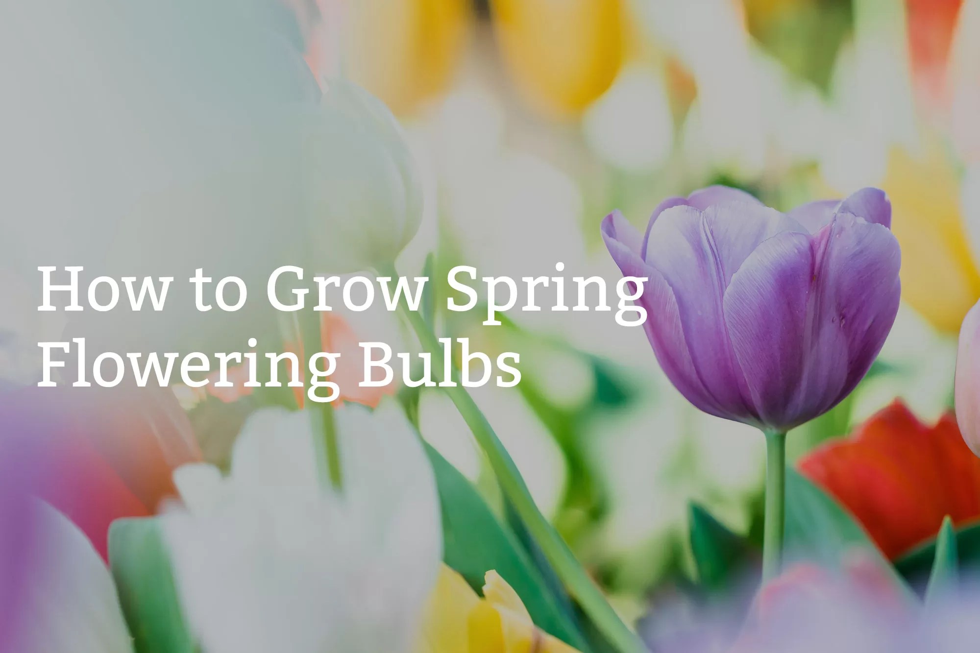 How to Grow Spring Flowering Bulbs Burbank House & Garden