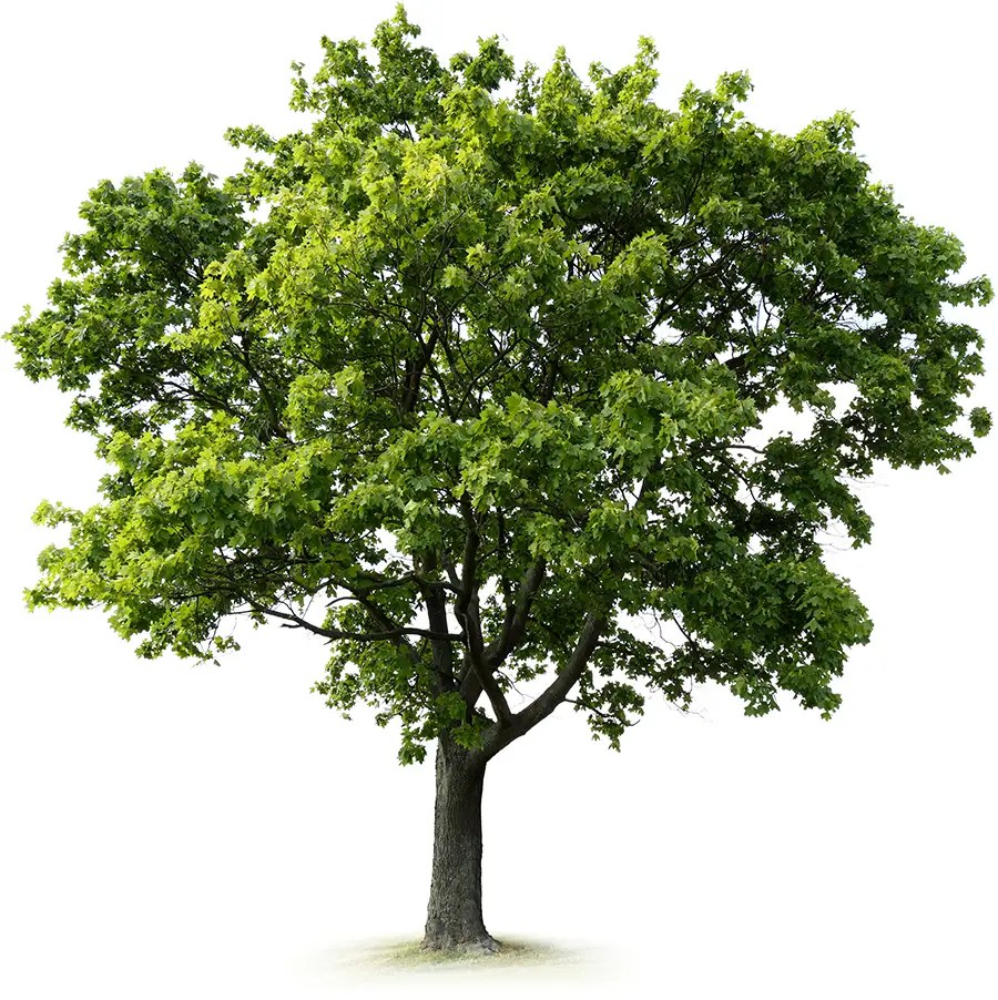 Get Involved Burdette Park