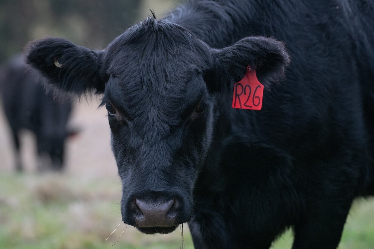 Quality Burgers 4 Things You Need to Know About Certified Angus Beef