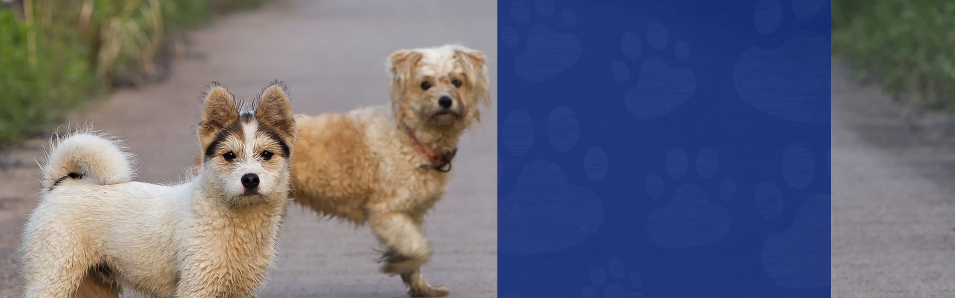 Senior Pet Care Burien WA