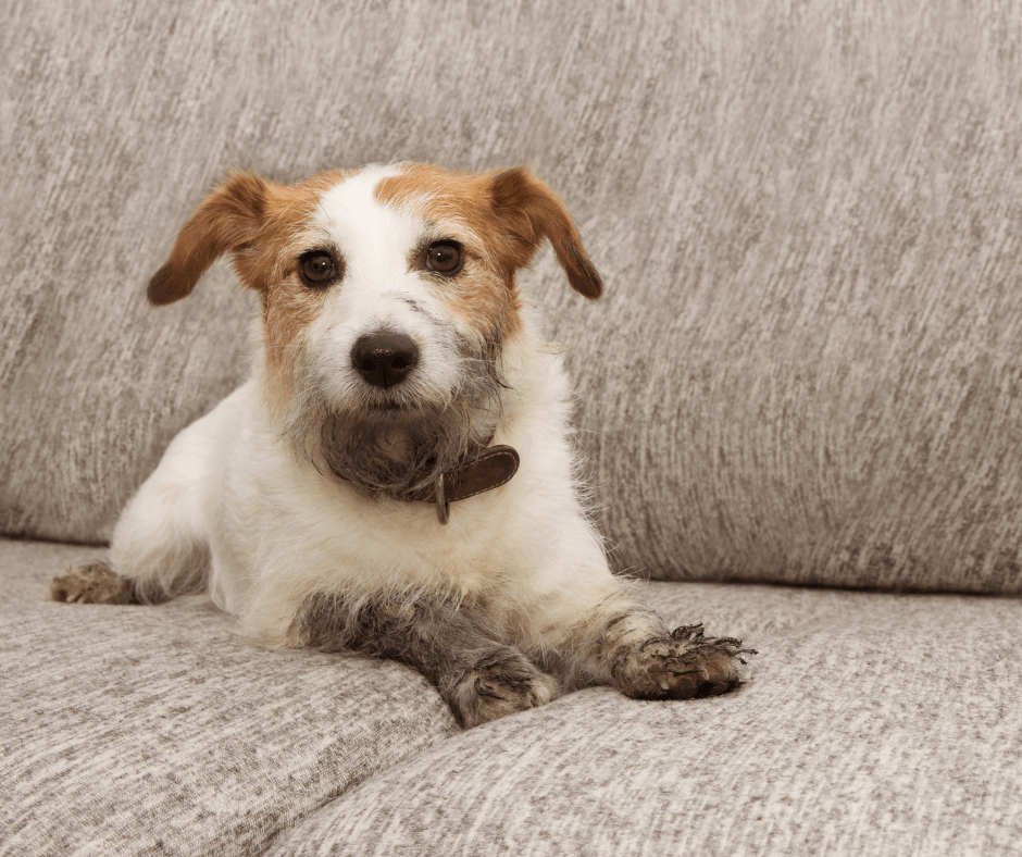 Burkes Carpet and Tile Cleaning Services Home