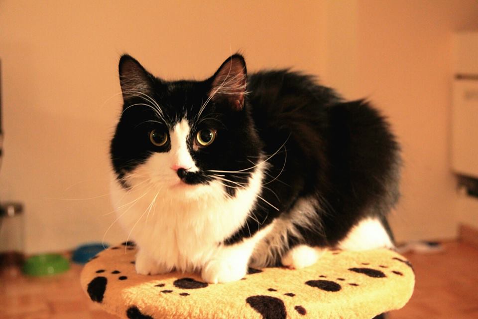 Burlington Humane Society » Adopt a Cat or Kitten