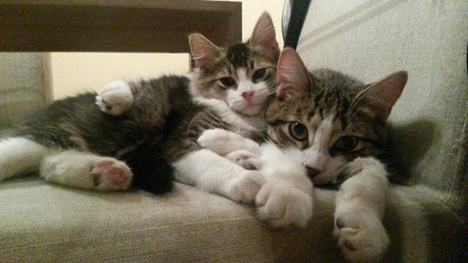 Burlington Humane Society » Adopt a Cat or Kitten