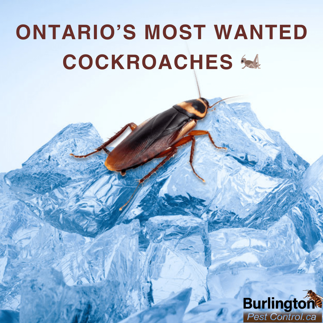 Burlington Pest ControlChilling Facts Can Cockroaches Survive Ontario