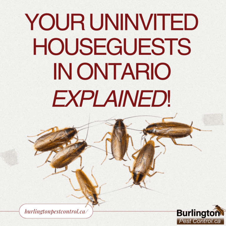 Burlington Pest ControlThe Cockroach Chronicles Your Uninvited