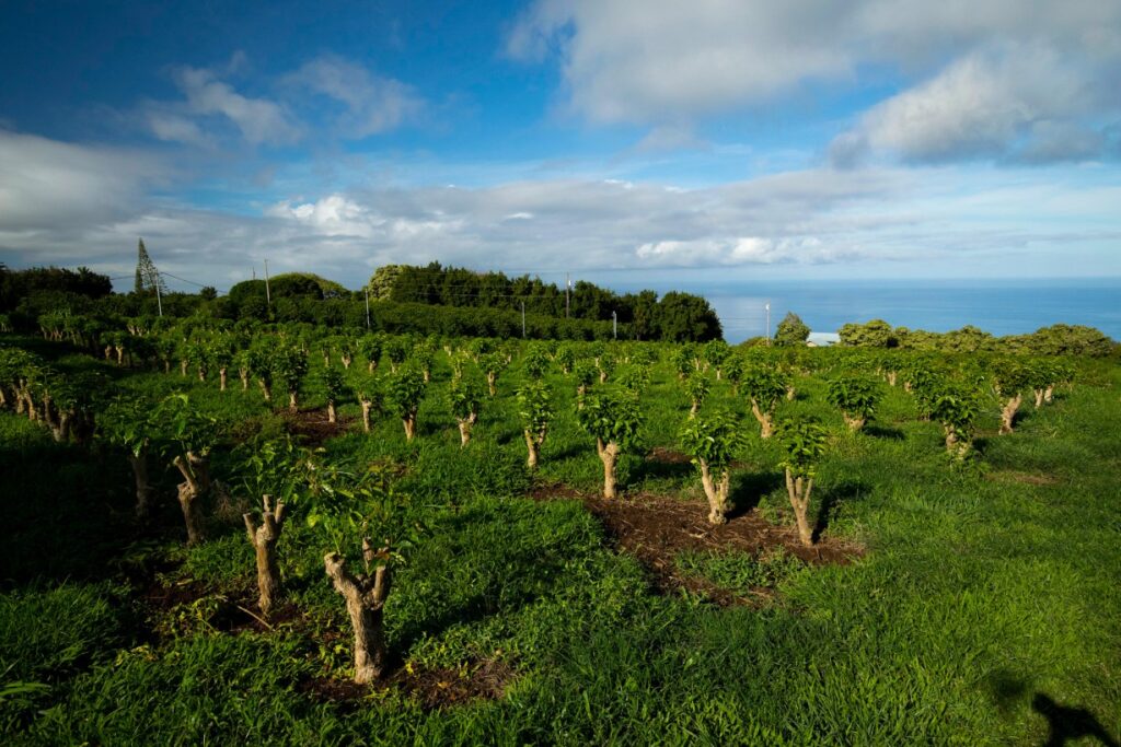 Hawaiian Kona Greenwell Farms Extra Fancy Burman Coffee