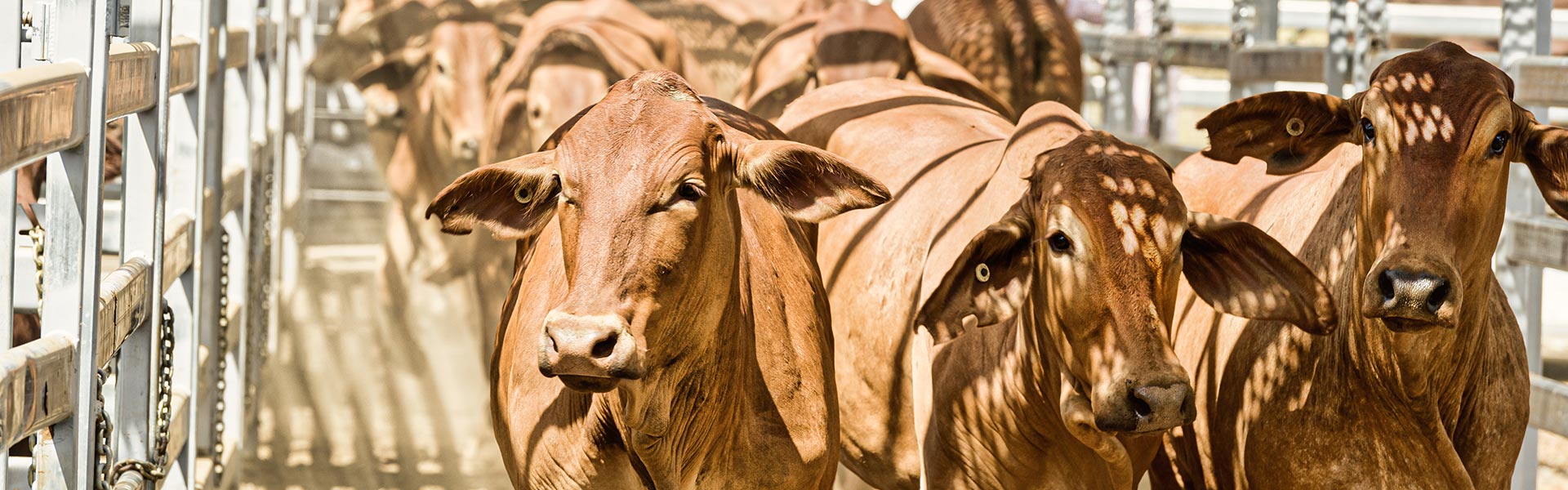 Market Reports Livestock & Realty