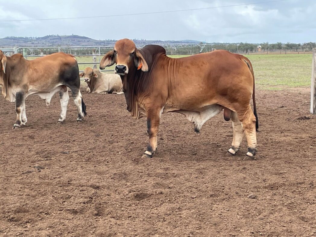 Paddock Sales Livestock & Realty