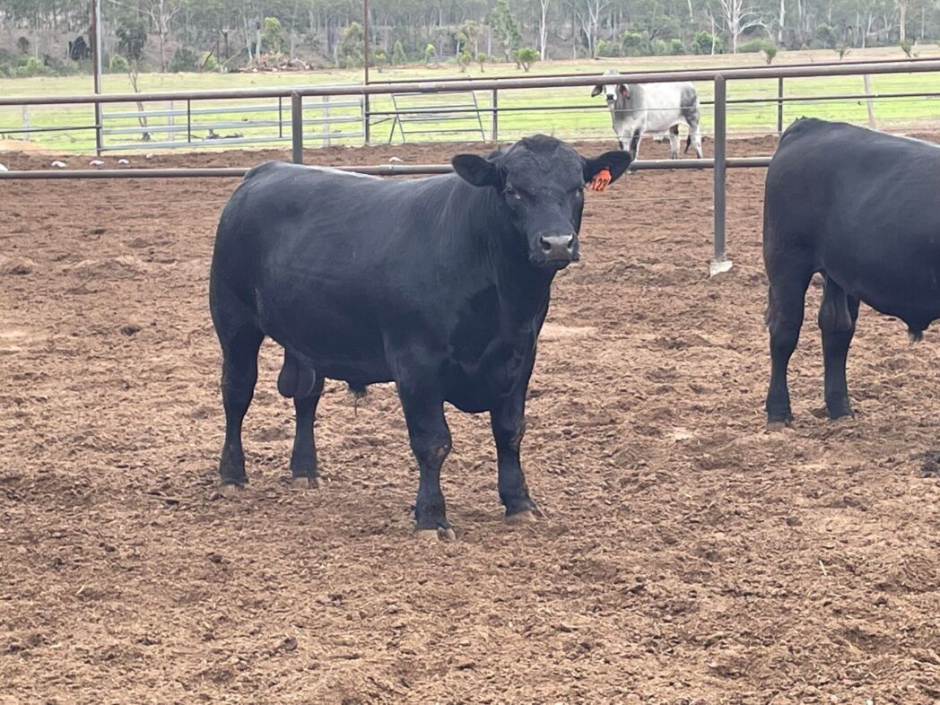 Paddock Sales Livestock & Realty