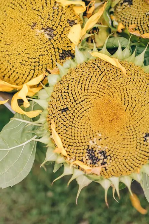 Is it Possible To Eat Sunflower Seeds While Losing Weigh? Discover More