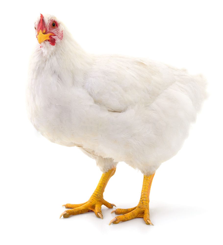 Cornish Cross Burns Feed Store