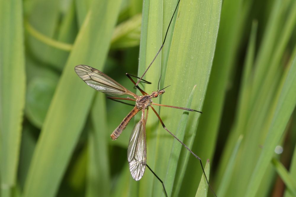 The Crane Fly Is It the Ally You Were Hoping For? Burns Pest Elimination