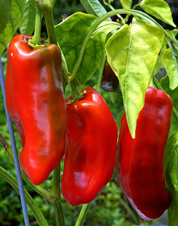 Pepper Sweet Giant Marconi Red Burrell Seed Growers, LLC