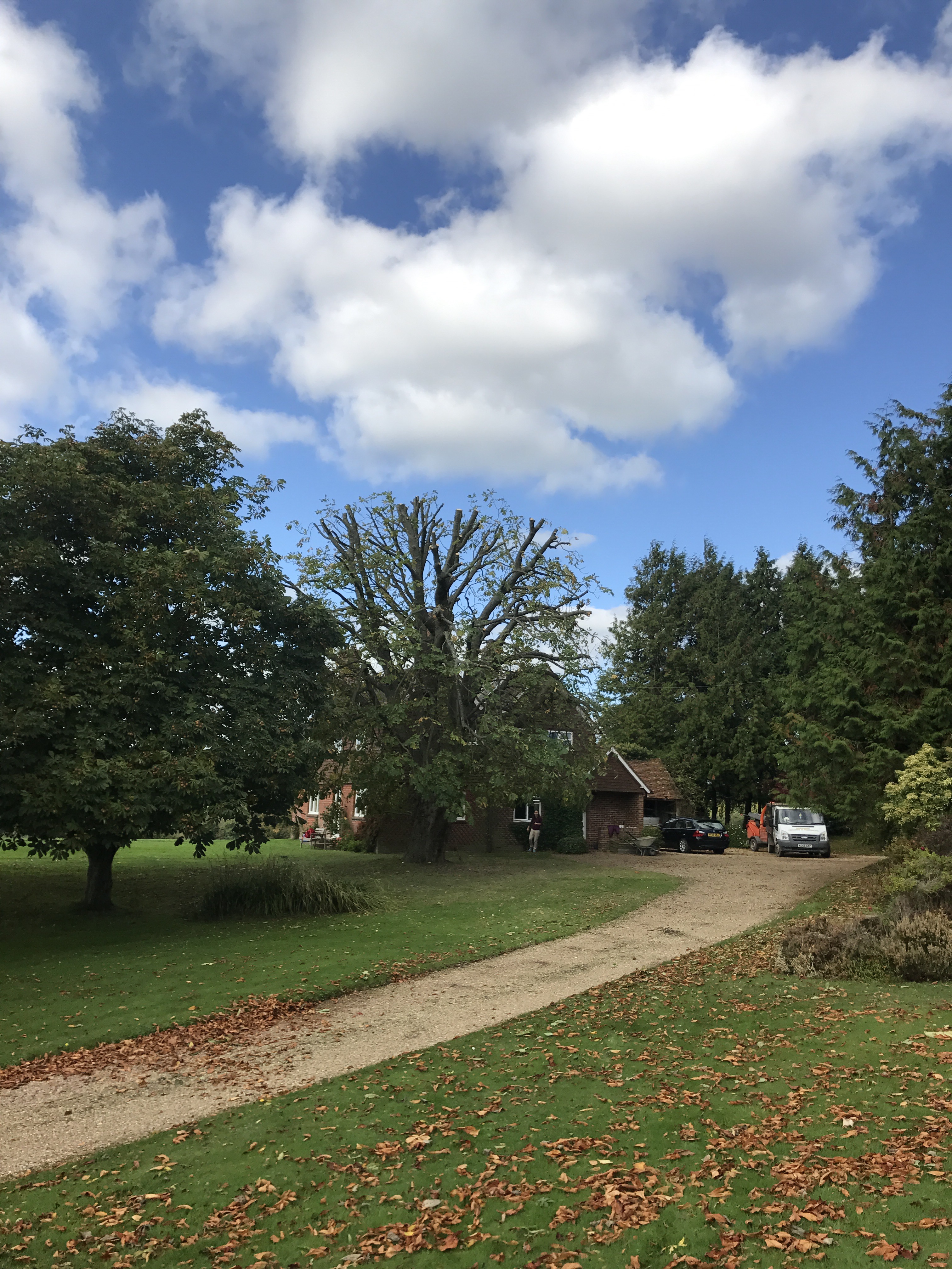 Horse chestnut reduction Burridge Fencing & Treework