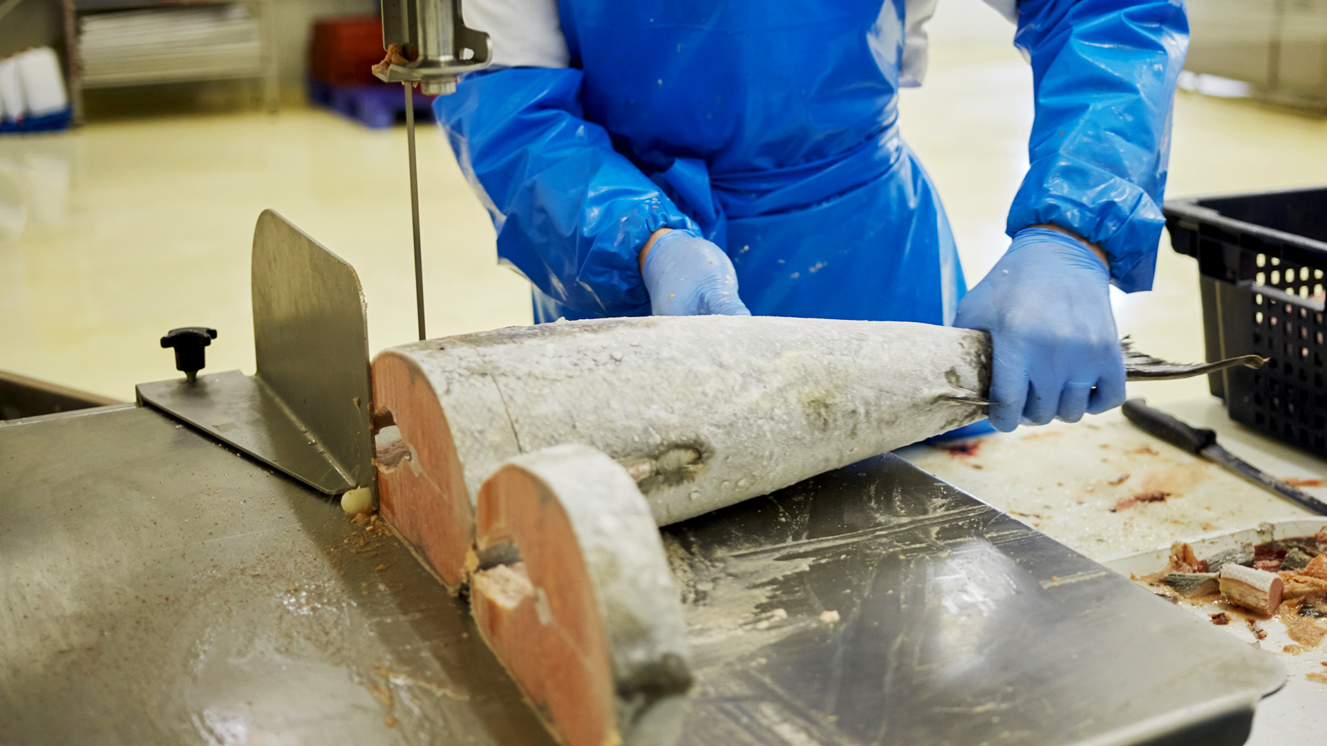 Fish Burton Saw International