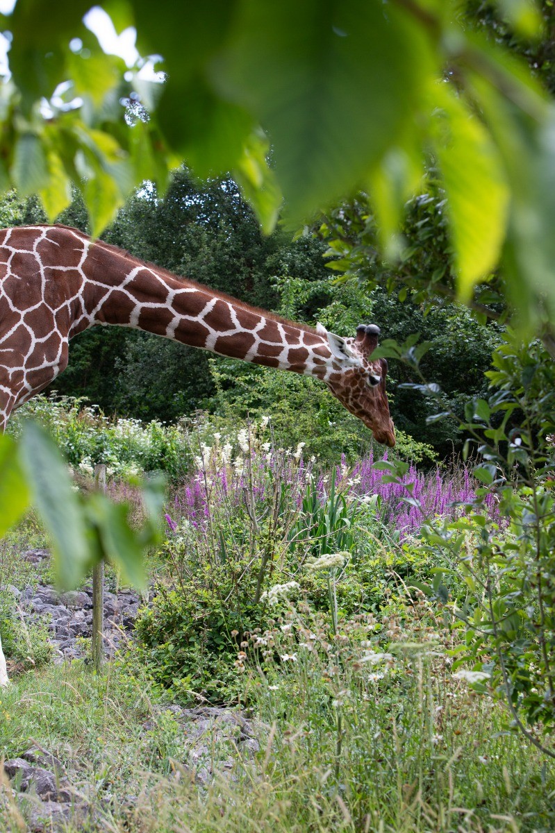 Burtons One GIANT step forward in patient examination Bristol Zoo Project