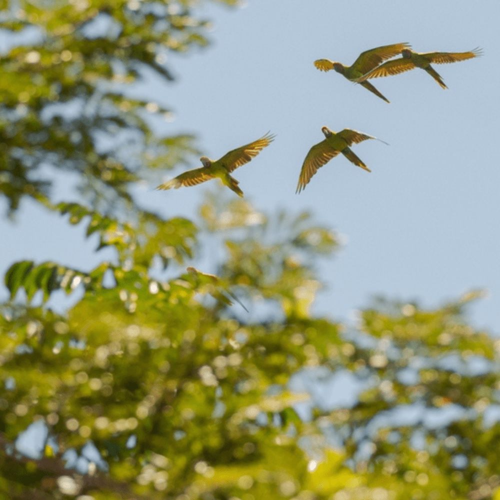 Costa Rica Bird Guide Explore the Colorful Avifauna of Costa Rica
