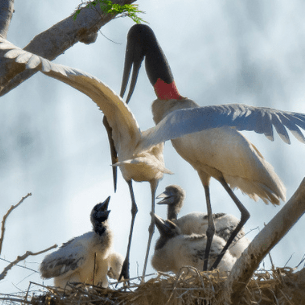 Costa Rica Bird Guide Explore the Colorful Avifauna of Costa Rica
