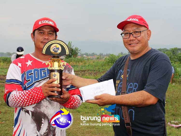Merpati Balap Iwa Cup Bandung Hari 1: Hoki Dominasi Seri Lelangan, Superman Rajai Perang Bintang - Burungnews